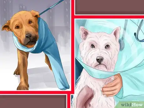 Image titled Find Veterinary Insurance for Older Dogs Step 4