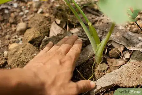 Image titled Grow Elephant Ear Plants Step 9