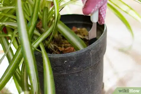 Image titled Divide a Spider Plant Step 3