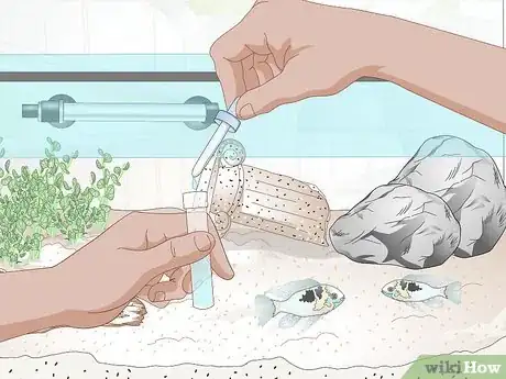 Image titled Keep German Blue Ram Cichlids Step 13