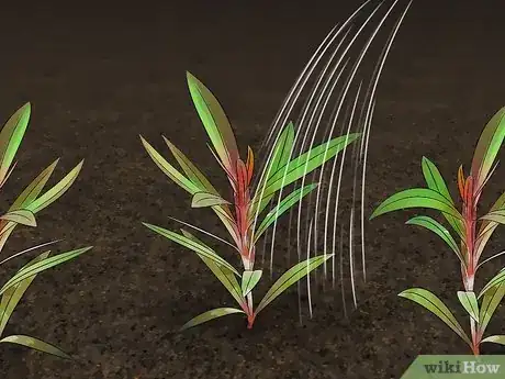 Image titled Grow Gaura Step 13