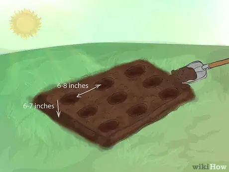 Image titled Grow Gladiolus Step 7