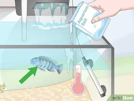 Image titled Care for Mbuna Cichlids Step 15
