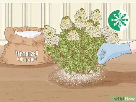Image titled Care for Limelight Hydrangeas Step 8