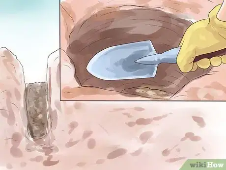 Image titled Plant Peonies Step 10