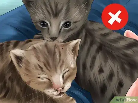 Image titled Choose a Kid Friendly Cat Step 4