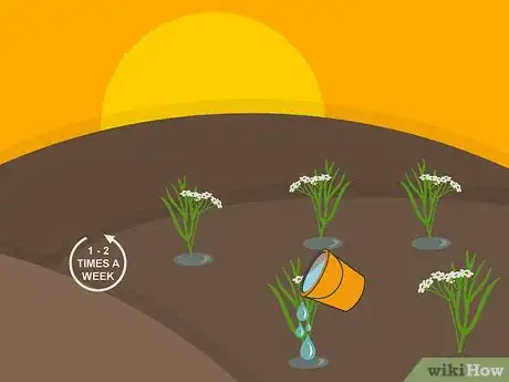 Image titled Grow Cumin Step 18