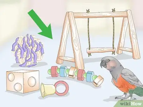 Image titled Keep a Red Bellied Parrot Entertained Step 1