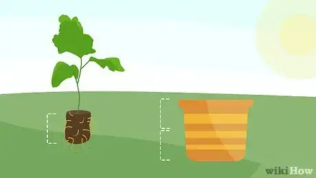 Image titled Plant Mums Step 10