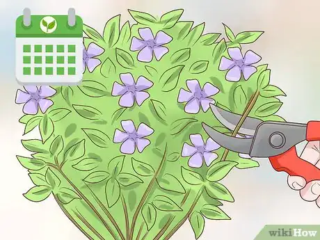 Image titled Plant Vinca Minor Step 14