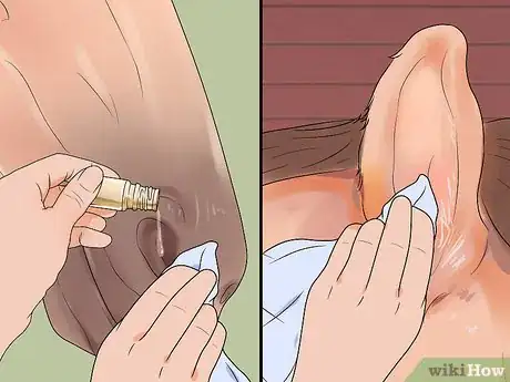 Image titled Groom a Miniature Horse for Show Step 20