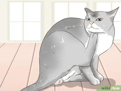 Image titled Take Care of a Burmilla Cat Step 3