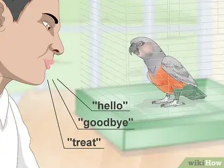 Image titled Teach a Red Bellied Parrot to Speak Step 1