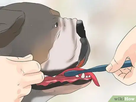 Image titled Care for Bulldogs Step 19