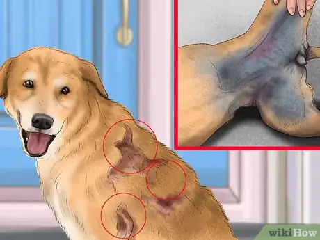 Image titled Know when to Stop Breeding a Male Dog Step 9