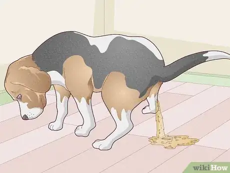 Image titled Treat Vestibular Disease in Dogs Step 5