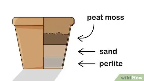 Image titled Grow Euphorbia Step 5