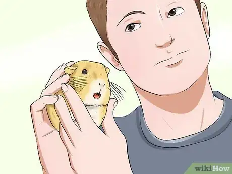 Image titled Buy a Healthy Guinea Pig Step 7