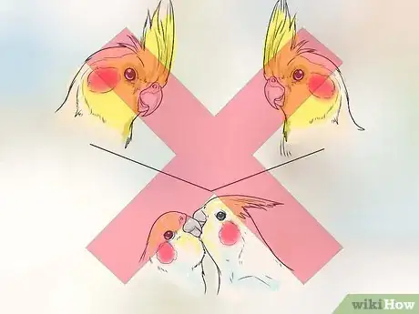 Image titled Keep Cockatiels Healthy While Breeding Step 13