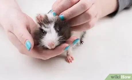 Image titled Find a Vet for Your Guinea Pig Step 5