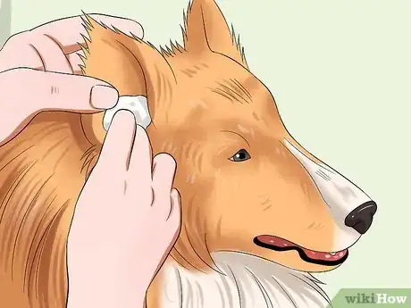 Image titled Care for Shelties Step 13