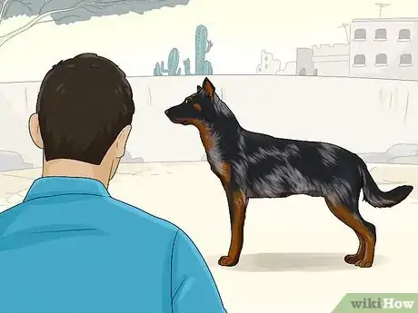 Image titled Identify a Beauceron Step 10