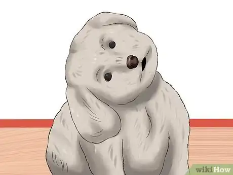 Image titled Diagnose Little White Shaker Syndrome in Maltese Step 3