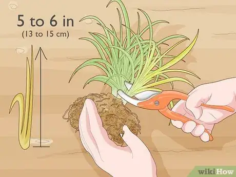 Image titled Prune Daylily Step 8