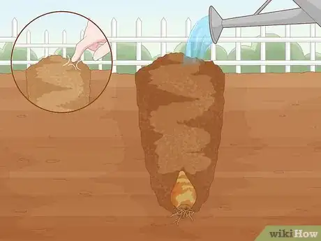 Image titled Plant Spider Lily Bulbs Step 19