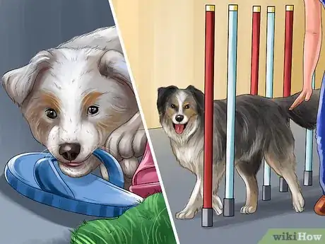 Image titled Find and Care for a Australian Shepherd Step 20
