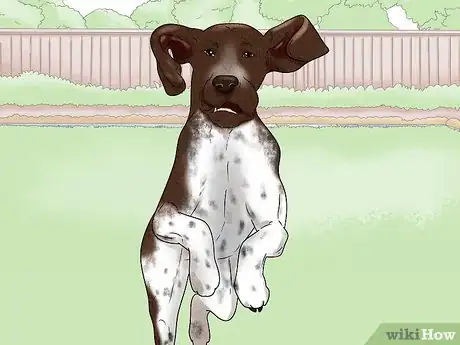 Image titled Identify a Bracco Italiano Step 10