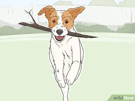 Image titled Identify a Parson Russell Terrier Step 9
