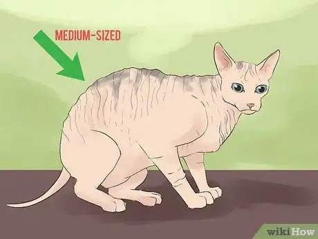 Image titled Identify a Sphynx Cat Step 4