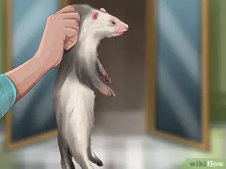 Image titled Train a Ferret Step 8