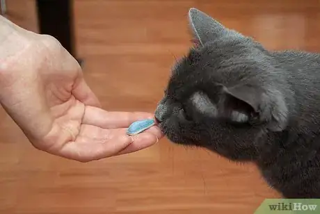 Image titled Get Along With Your Cat Step 2