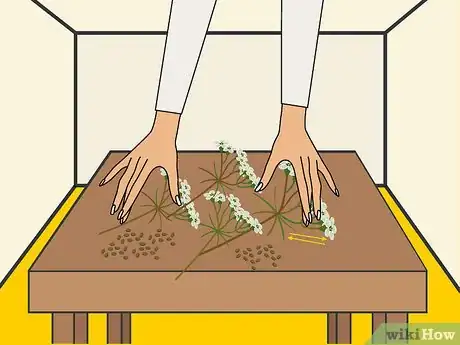 Image titled Grow Cumin Step 24
