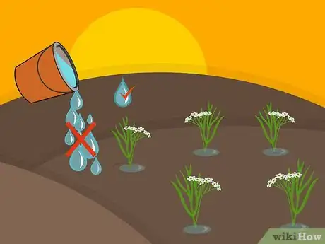 Image titled Grow Cumin Step 20