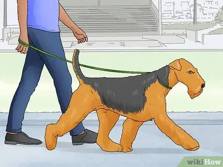 Image titled Identify an Airedale Terrier Step 11