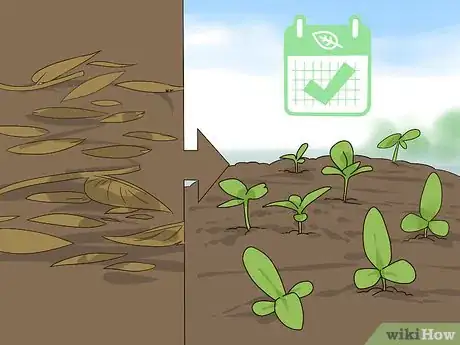 Image titled Prune Coneflowers Step 5