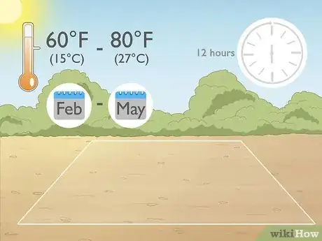 Image titled Grow Night Scented Stock Step 1