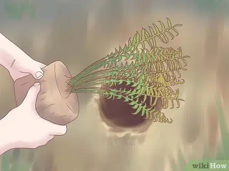 Image titled Grow Ferns Step 14
