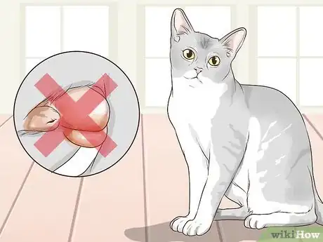 Image titled Take Care of a Burmilla Cat Step 5