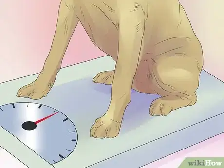 Image titled Remove Ear Mites from a Dog Step 9