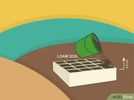 Image titled Grow Cumin Step 04