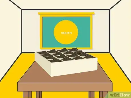 Image titled Grow Cumin Step 08