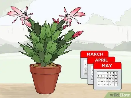 Image titled Plant a Christmas Cactus Step 1