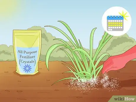 Image titled Plant Spider Lily Bulbs Step 11