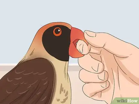 Image titled Handle a Scared Red Bellied Parrot Step 11