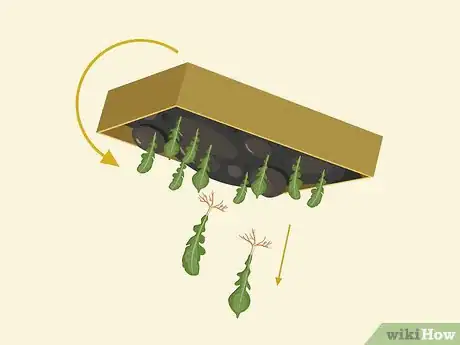Image titled Plant Arugula Step 16