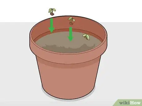 Image titled Grow Chocolate Indoors Step 8